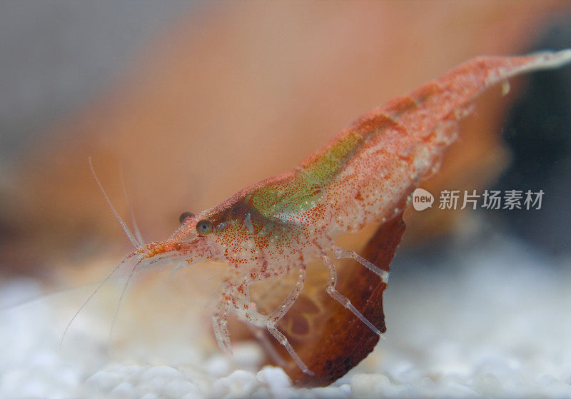 红火矮虾(Neocaridina denticulata sinensis)